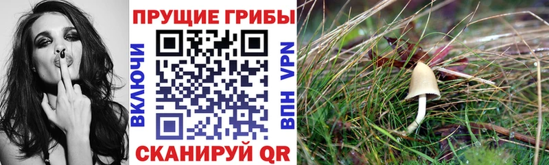 Купить где  Павлово  Псилоцибиновые грибы MAGIC MUSHROOMS 